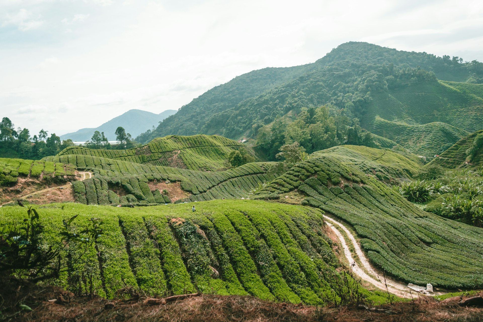 Cameron Highlands Cameron Highlands
